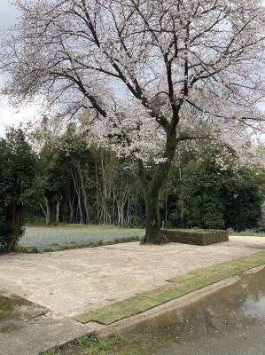 熊本市　個人様宅　天然芝施工