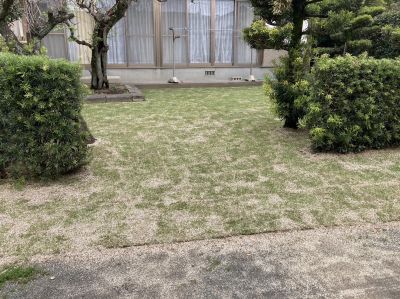 合志市　個人様　天然芝施工